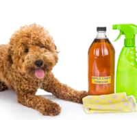 is Vinegar safe for My Dog?